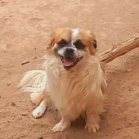 فروش یک عدد سگ پاکوتاه