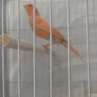 قناری نر سرخ برفکی