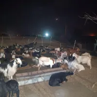 بز وا بی بز خشک