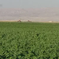 فروش یونجه انباری،جو وبذریونجه|خدمات باغبانی و درختکاری|شراء, |دیوار