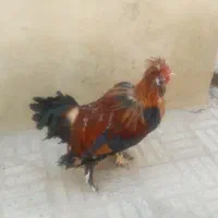 فروش دو خروس|پرنده|اصفهان, جنیران (لادان)|دیوار