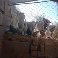 فروش کفتر نر|پرنده|کرمان, |دیوار