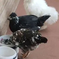 مرغ و خروس ابریشمی و گلین|حیوانات مزرعه|وحیدیه, |دیوار