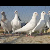 دسته پلاکی هوای نر ۲۴ عدد|پرنده|شیراز, آزادگان|دیوار