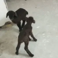 بره ماده شیری|حیوانات مزرعه|بجنورد, |دیوار