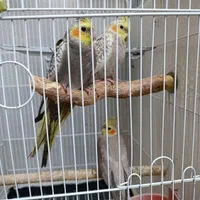 عروس هلندی|پرنده|کرج, اتحاد|دیوار