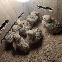 جوجه