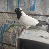 گم شده