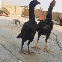 مرغ اوشاموالمانی مشکی|حیوانات مزرعه|قدس, شهرقدس|دیوار