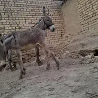 دوعددالاغ ودوعددکره نروماده گله ای به شرط|حیوانات مزرعه|گلپایگان, |دیوار