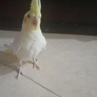 عروس هلندی لوتینوقیمت یک میلیون تومن