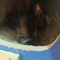 عروس هلندی با۴عددجوجه|پرنده|صدرا-فارس, فاز ۲|دیوار