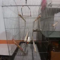 قفس با کل لوازم بازی وخوراکی.