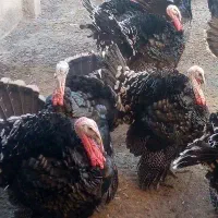بوقلمون برنز سینه پهن