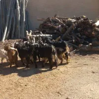 فروش بزغاله