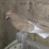 کفتر رنگی زردی دم سفید مهر  و زردی|پرنده|قم, شاه سید علی|دیوار