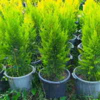 درخت میوه آلبالو کاج لاوسون  شمشاد طلایی  چمن