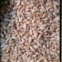 گندم بذری چمران۲ بوجاری شده و مهرگان|عمدهفروشی|رامشیر, |دیوار