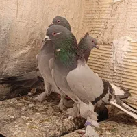 کبوتر پر و نقش ذات قدیمی