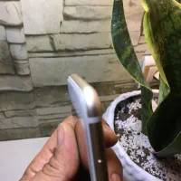 ایفون ۷|موبایل|گرگان, |دیوار