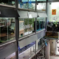 انواع ماهی گیاه خوار|ماهی|شیراز, شهرک سراج‎|دیوار