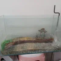 آکواریوم ماهی