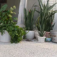 گل سانسور درجه یک|گل و گیاه طبیعی|اصفهان, ابر|دیوار