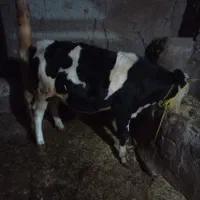 یک راس گوساله نر و گاو ابستن|حیوانات مزرعه|ماهنشان, |دیوار