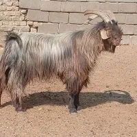 چبش داشتی 4ساله|حیوانات مزرعه|فسا, |دیوار