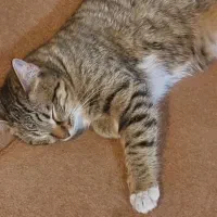 دوتا خواهر ملوس