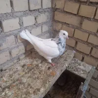 ماده الماسی تازه بند آخرخشک کرده درجه یک