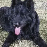 سگ ژرمن شولاین|سگ|شوشتر, |دیوار