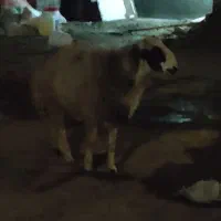 قوچ بذری درجه یک|حیوانات مزرعه|قوچان, |دیوار