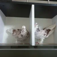 کبوتر فشن فری زینتی مولد|پرنده|تهران, سلسبیل جنوبی|دیوار