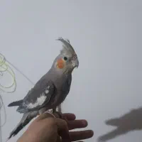 هردوتانوک نمیزنن سفید مادس طوسی نر