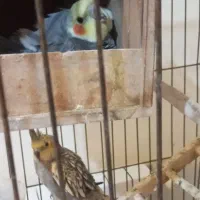 فروشی|پرنده|پردیس, فاز ۲|دیوار