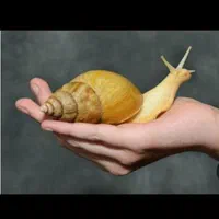 حلزون آلبینو نصف قیمت|خزنده|تبریز, |دیوار