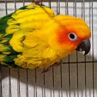 جفت طوطی خورشیدی مولد بشرط و یه راهب ماده طوسی