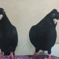 فروش دو عدد جوجه کبوتر صرب لثه دار