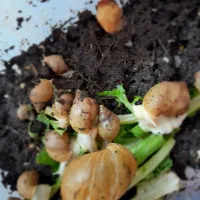 تعدادی حلزون البینو +تخم های که تازه دارن در میان