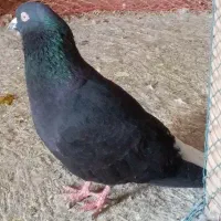 کفتره رنگه آلمانی پرشی کفتر بوم معاوضه