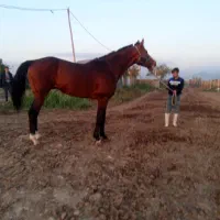 اسب نریان دوخون ۵ ساله قدبلند۱۷۴سانت|اسب و تجهیزات اسب‌سواری|تهران, امیریه|دیوار