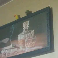 طوطی برزیلی نرفته ماده زرد وسبز