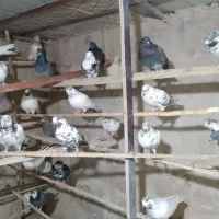 تعداد ۵۰ عددکبوتریکجا|پرنده|رباط‌کریم, الارد|دیوار