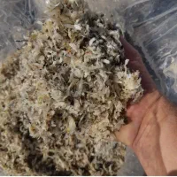 تفاله چغندر وسیب وعلوفه ذرت