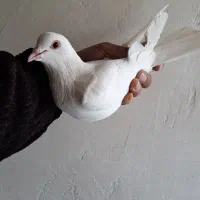 کفتر لوطی|پرنده|تبریز, |دیوار