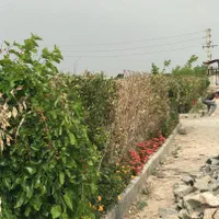 باغچه داخل مجموعه چهاردیواری|فروش زمین و ملک کلنگی|رباطکریم, انجم آباد|دیوار