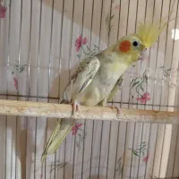 عروس هلندی ماده آماده و دو جفت مرغ عشق