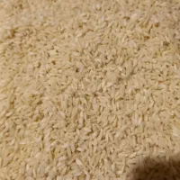 ۱۰۰ کیلو بومی بفروش میرسده|خوردنی و آشامیدنی|اصفهان, باغ زرشک|دیوار