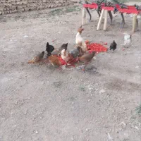 مرغ محلی تخم گذار دیواندره|حیوانات مزرعه|دیواندره, |دیوار